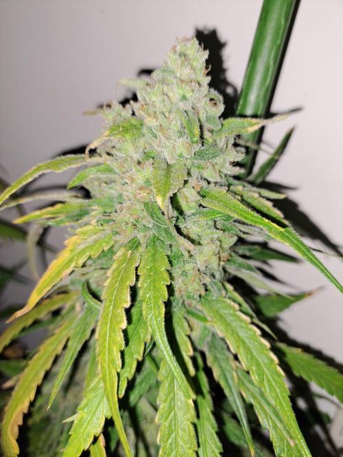 IN Liberty Haze & Biotabs. Week 18 - DAY69