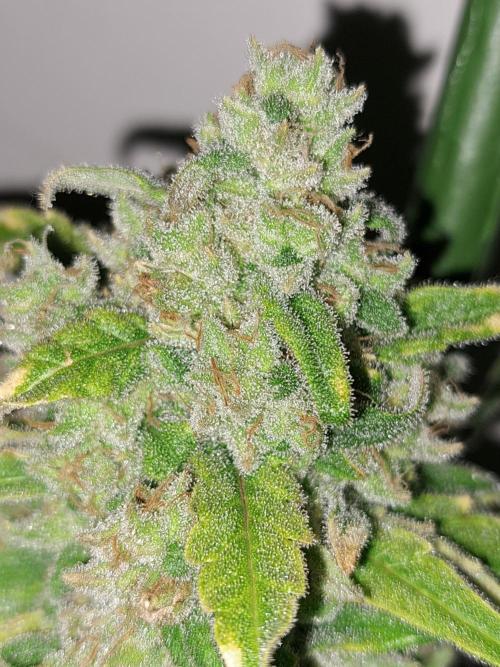 IN Liberty Haze & Biotabs. Week 18 - DAY69