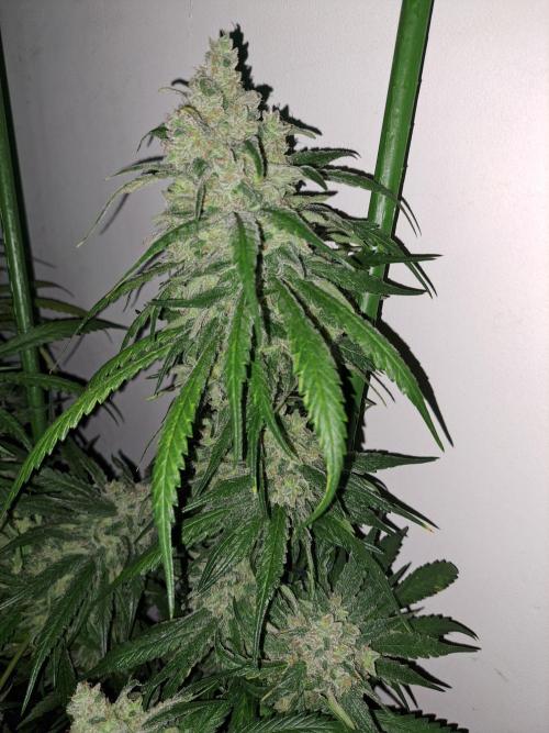 IN Liberty Haze & Biotabs. Week 18 - DAY69