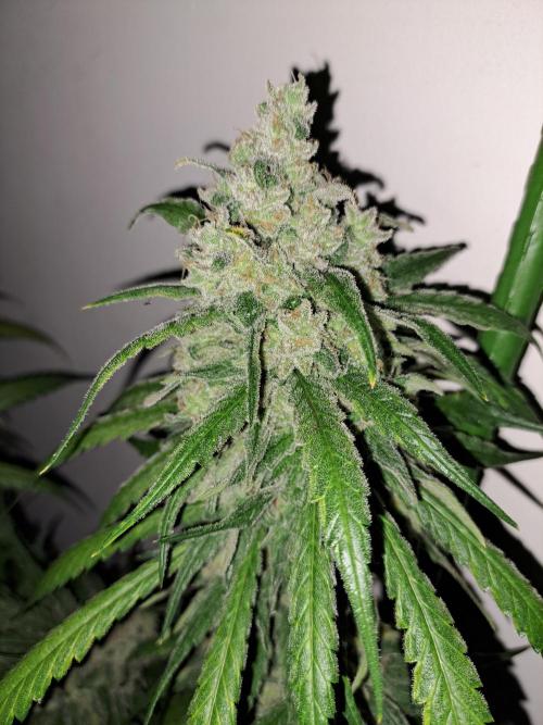 IN Liberty Haze & Biotabs. Week 18 - DAY69