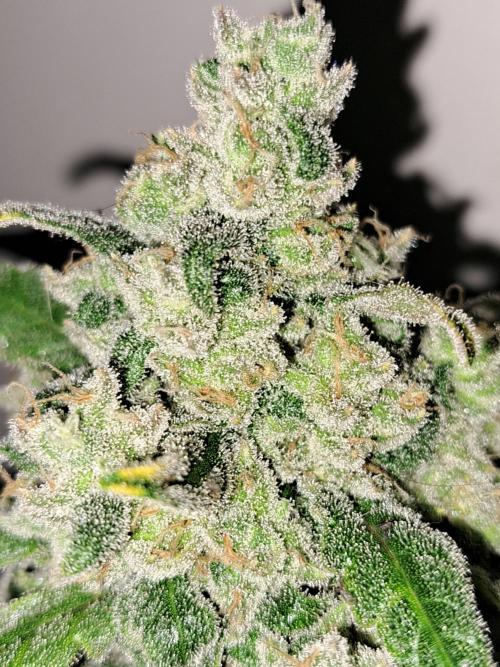 IN Liberty Haze & Biotabs. Week 18 - DAY69