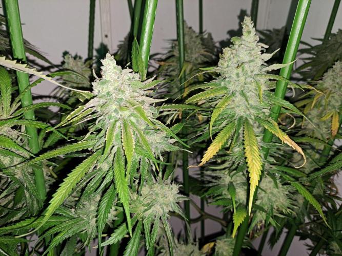 IN Liberty Haze & Biotabs. Week 18 - DAY69