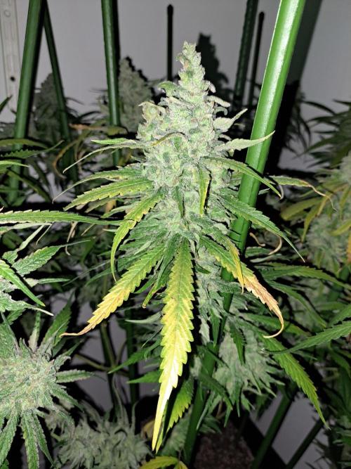 IN Liberty Haze & Biotabs. Week 18 - DAY69