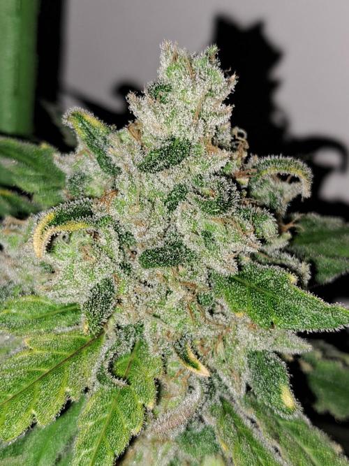 IN Liberty Haze & Biotabs. Week 18 - DAY69