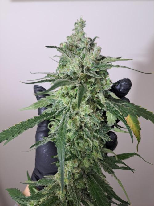 IN Liberty Haze & Biotabs. Week 19 - DAY70 Harvesting the buds