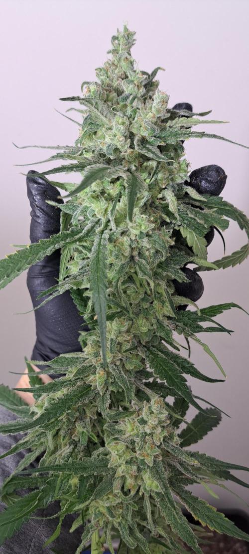 IN Liberty Haze & Biotabs. Week 19 - DAY70 Harvesting the buds