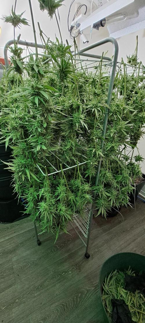 IN Liberty Haze & Biotabs. Week 19 - DAY70 Ready for drying