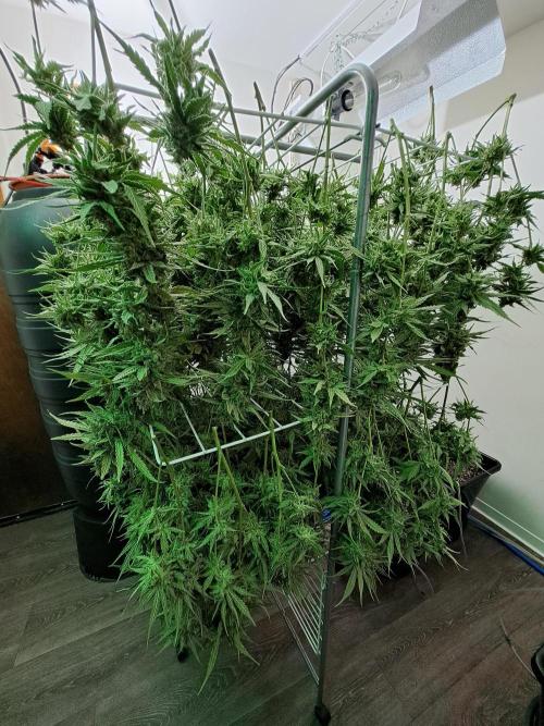 IN Liberty Haze & Biotabs. Week 19 - DAY70 Ready for drying