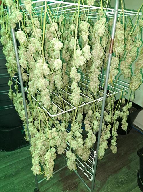 IN Liberty Haze & Biotabs. Week 19 - DAY77 Harvesting the buds