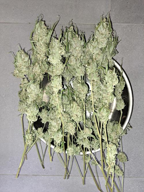 IN Liberty Haze & Biotabs. Week 19 - DAY77 Harvesting the buds