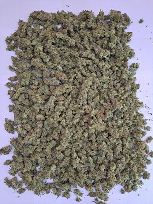 IN Liberty Haze & Biotabs. Week 19 - DAY81