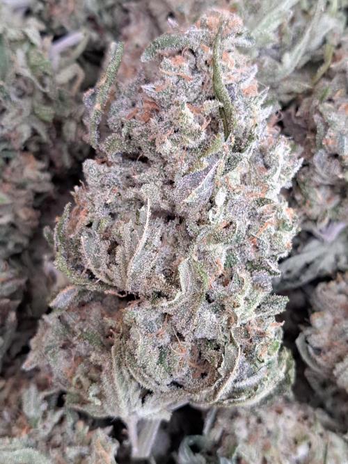 IN Liberty Haze & Biotabs. Week 19 - DAY81