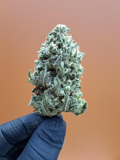 IN Liberty Haze & Biotabs. Week 19 - DAY81