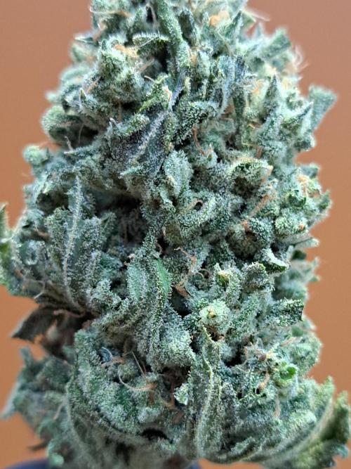 IN Liberty Haze & Biotabs. Week 19 - DAY81