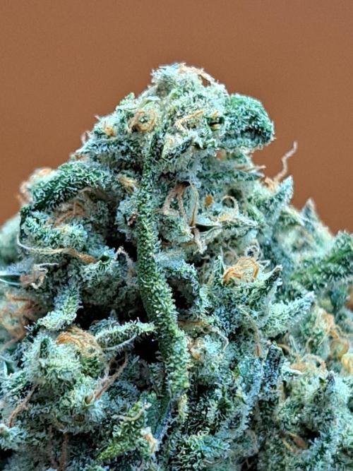 IN Liberty Haze & Biotabs. Week 19 - DAY81