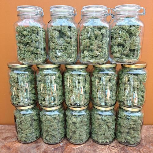 IN Liberty Haze & Biotabs. Week 19 - DAY82 Jars are filled up to cure