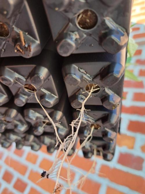 #NOVEGCANNABIS Challenge. Week 3 - Roots popping