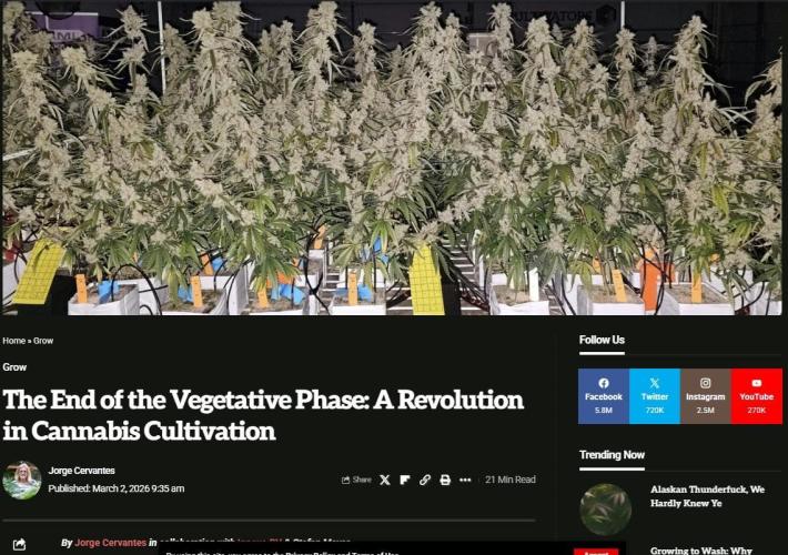 #NOVEGCANNABIS Challenge. Week 3 - The article in High Times