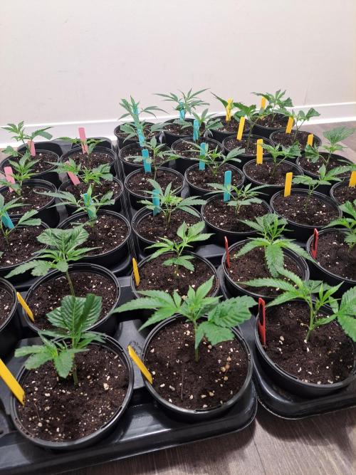 #NOVEGCANNABIS Challenge. Week 4