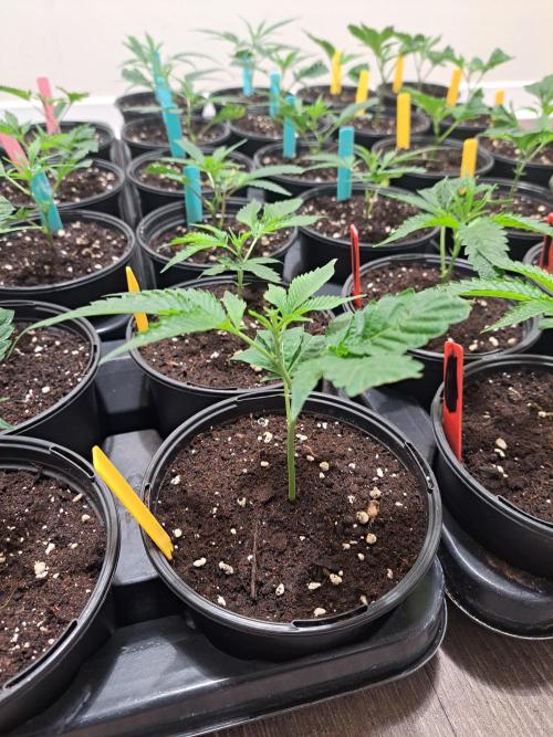 #NOVEGCANNABIS Challenge. Week 4