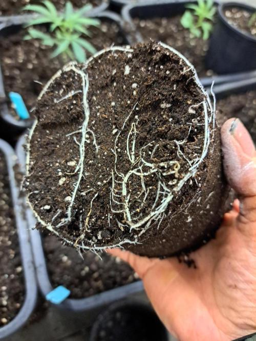 #NOVEGCANNABIS Challenge. Week 5 - Plants are well rooted after one week of growing