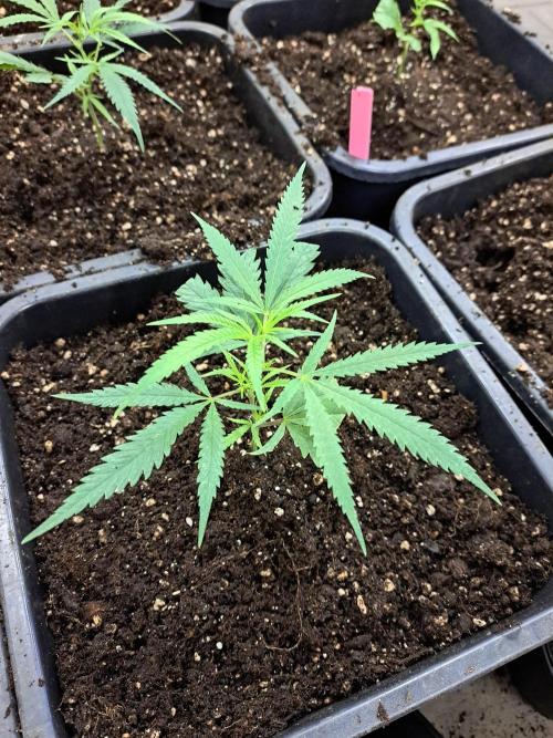 #NOVEGCANNABIS Challenge. Week 5 - After transplanting