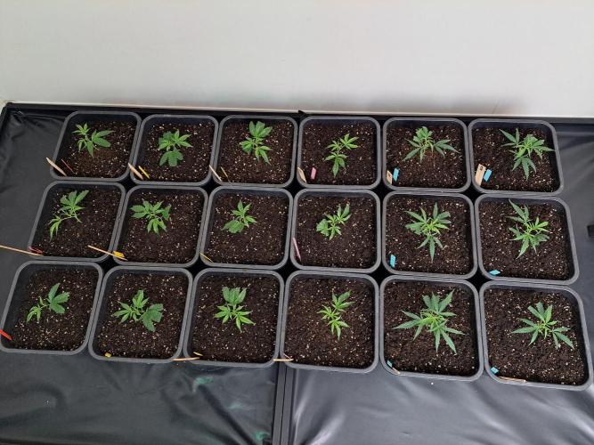 #NOVEGCANNABIS Challenge. Week 5 - First day of flowering