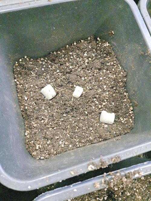 #NOVEGCANNABIS Challenge. Week 5 - Biotabs tablets