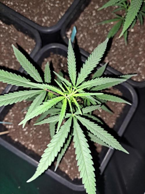#NOVEGCANNABIS Challenge. Week 6