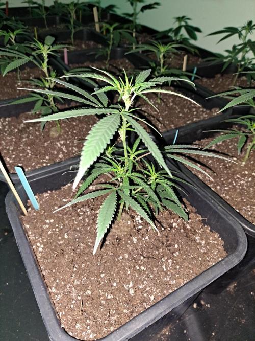 #NOVEGCANNABIS Challenge. Week 6