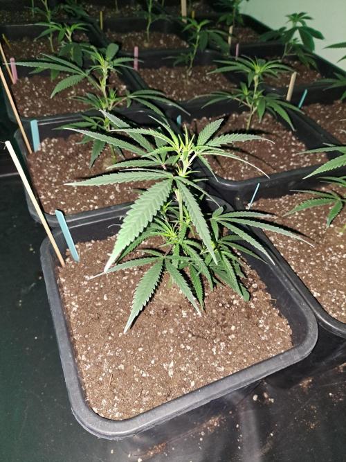 #NOVEGCANNABIS Challenge. Week 6