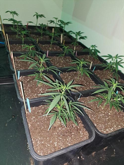 #NOVEGCANNABIS Challenge. Week 6