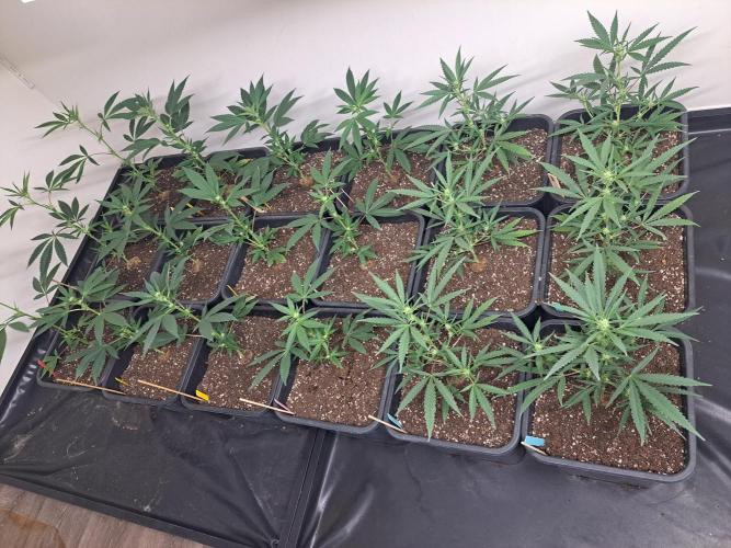 #NOVEGCANNABIS Challenge. Week 7 - 18 plants, 4 strains