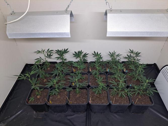 #NOVEGCANNABIS Challenge. Week 7 - 18 plants, 4 strains
