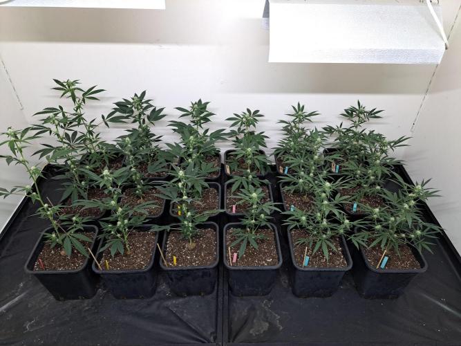 #NOVEGCANNABIS Challenge. Week 8 - DAY22