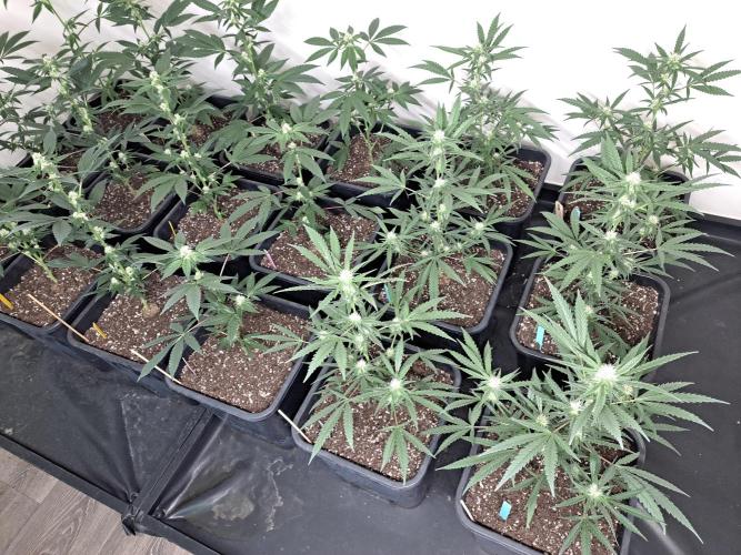 #NOVEGCANNABIS Challenge. Week 8 - DAY22