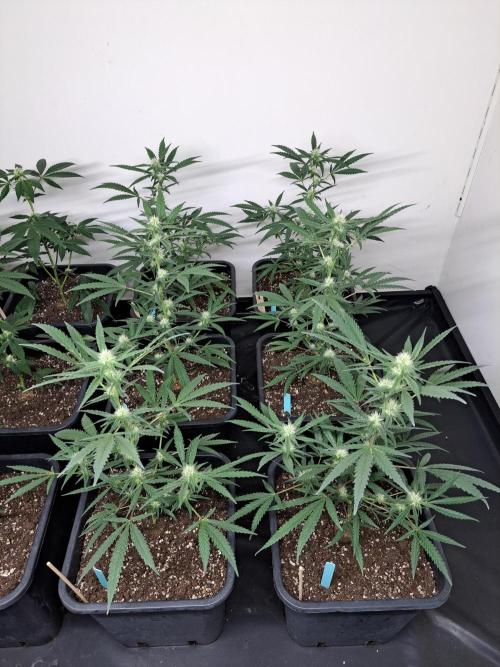 #NOVEGCANNABIS Challenge. Week 8 - DAY22