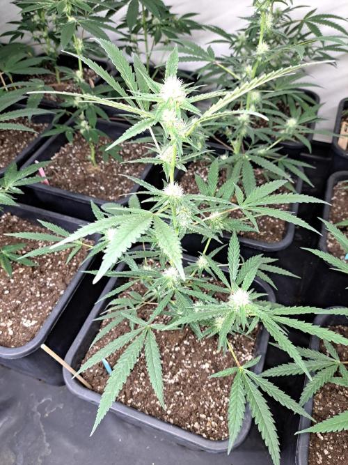 #NOVEGCANNABIS Challenge. Week 8 - DAY22