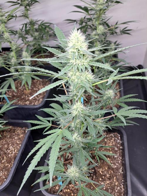 #NOVEGCANNABIS Challenge. Week 9 - DAY29 Biscotti #7
