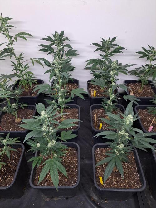 #NOVEGCANNABIS Challenge. Week 9 - DAY29 Cookies Gelato