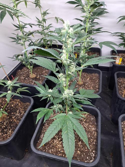 #NOVEGCANNABIS Challenge. Week 9 - DAY29 Cookies Gelato