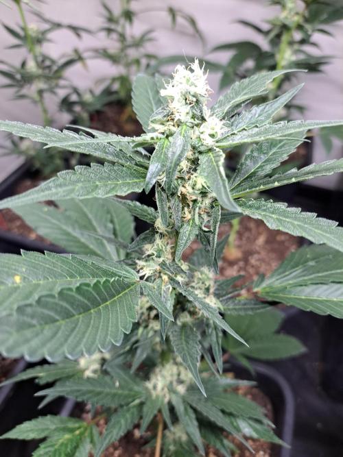 #NOVEGCANNABIS Challenge. Week 9 - DAY29 Cookies Gelato