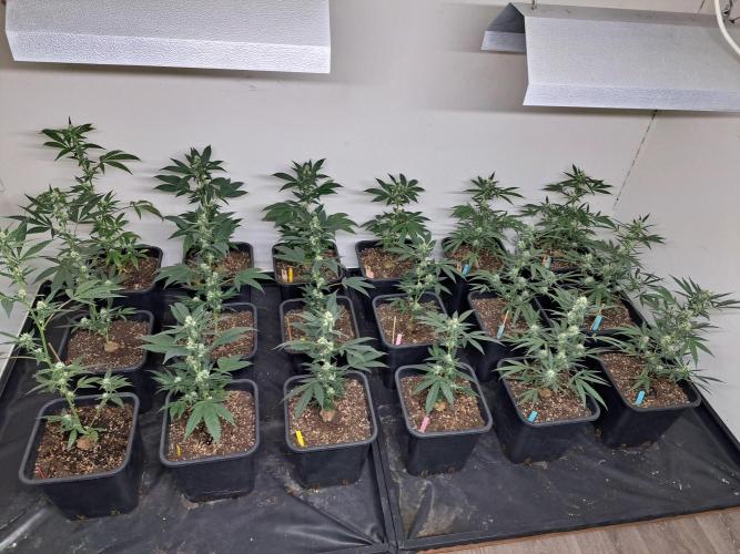 #NOVEGCANNABIS Challenge. Week 9 - DAY29 Overview all plants