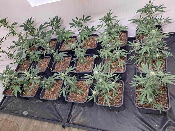 #NOVEGCANNABIS Challenge. Week 9 - DAY29 Overview all plants