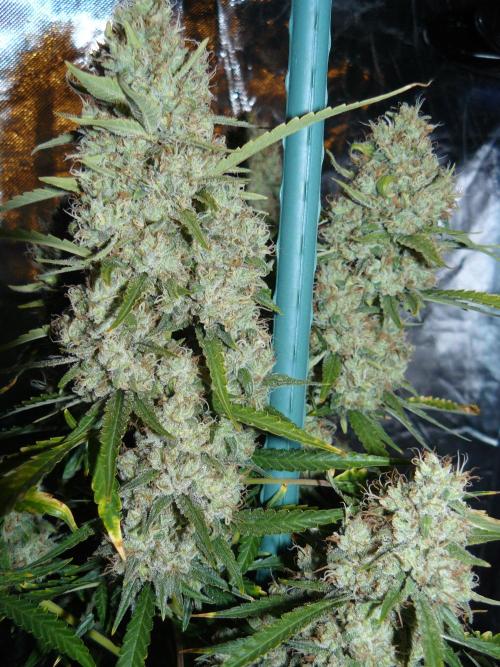 Interview with Biotabs. Week 1 - Critical #47 (Positronics)