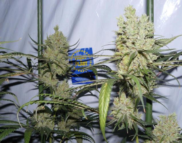 Interview with Biotabs. Week 1 - Amnesia Haze (clone-only)