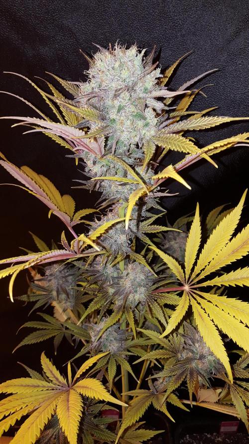 Interview with Biotabs. Week 1 - Mystic Blue (RQS)