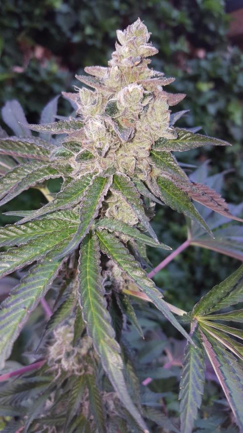 Interview with Biotabs. Week 1 - Royal Cookies (RQS)
