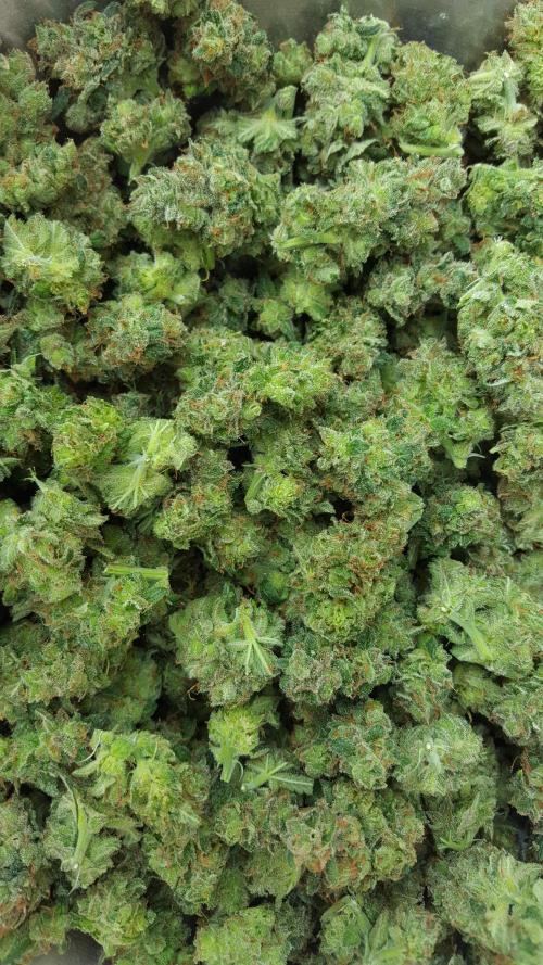 Interview with Biotabs. Week 1 - Jack Herer (Sensi Seeds)