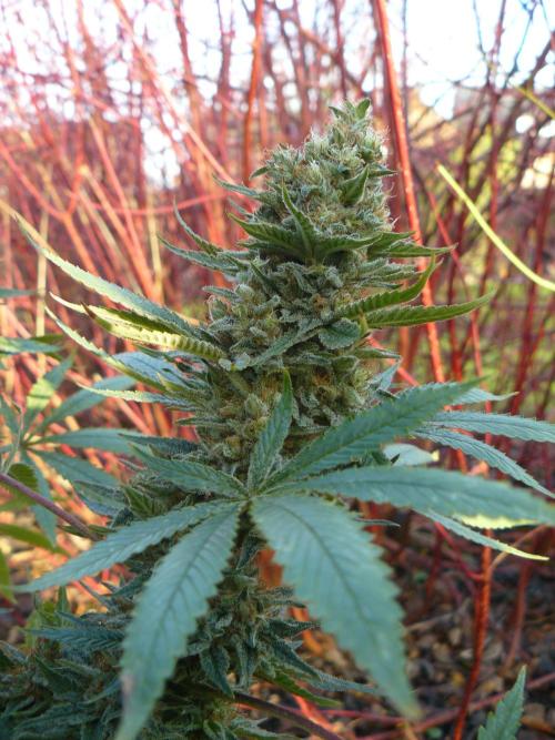 Interview with Biotabs. Week 1 - Lavender (Soma Seeds)